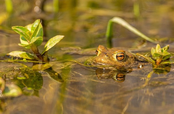 Vědci: Skokan Grafův při rozmnožování předává genom jen jednoho rodiče