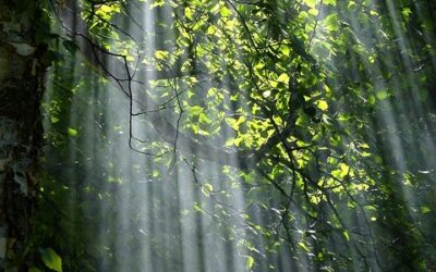 Buky se klimatu přizpůsobí lépe než smrky, ale ohrožují lesní biodiverzitu