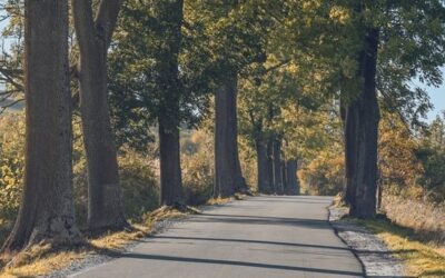MŽP: Novela zákona o ochraně přírody má zajistit ochranu městských stromořadí