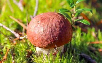 Meteorologové začali znovu zveřejňovat mapu ukazující pravděpodobný růst hub