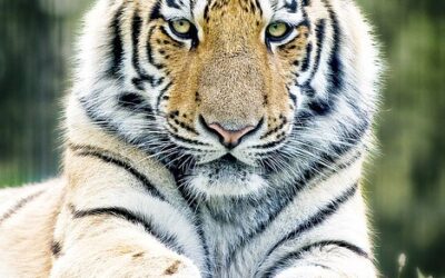 Zoologická zahrada v Táboře otevřela záchranné centrum pro chladnomilné šelmy