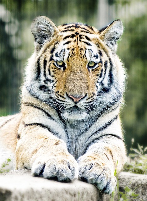 Zoologická zahrada v Táboře otevřela záchranné centrum pro chladnomilné šelmy