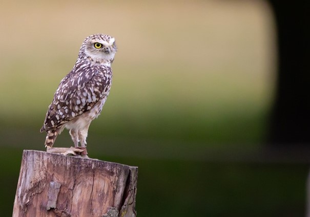 Plzeňský kraj se podílí na záchraně ohroženého sýčka obecného v pohraničí
