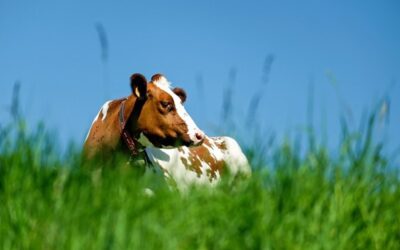 Odborníci: Alternativně hospodaří farmáři v ČR na 16 pct půdy, počet ale roste