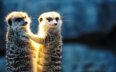 Návštěvníci liberecké zoo mohou po tři čtvrtě roce vidět surikaty