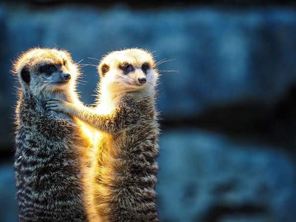 Návštěvníci liberecké zoo mohou po tři čtvrtě roce vidět surikaty