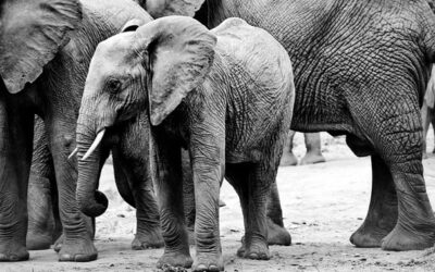 Zoo Brno se zapojila do projektu, jenž zkoumá využití trusu exotických zvířat