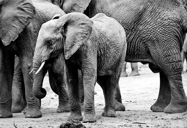 Zoo Brno se zapojila do projektu, jenž zkoumá využití trusu exotických zvířat