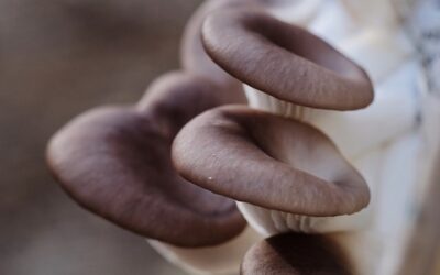 V Česku ubývá pěstíren hub, problém je především levný dovoz z Polska.
