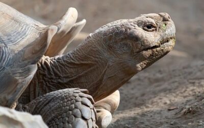 Chomutov vyhlásil konkurz na ředitele zoo, obviněnou exšéfku odvolala rada
