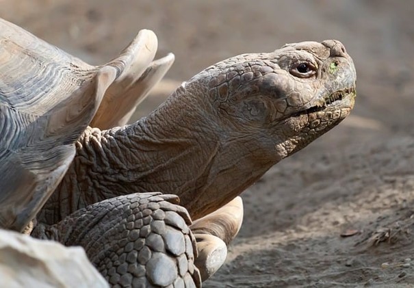 Chomutov vyhlásil konkurz na ředitele zoo, obviněnou exšéfku odvolala rada