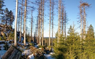 Těžba kůrovcového dříví loni klesla, počet kůrovců v lesích je ale dál vysoký