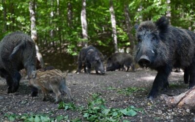 Šíření afrického moru v Libereckém kraji pomohou zastavit policejní střelci