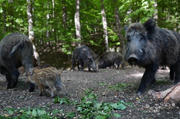 Šíření afrického moru v Libereckém kraji pomohou zastavit policejní střelci