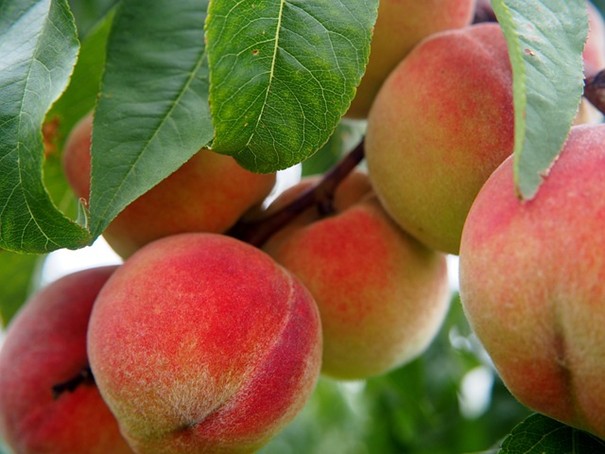 Svaz: Čeští ekologičtí farmáři zvládnou dodávat biopotraviny do nemocnic či škol
