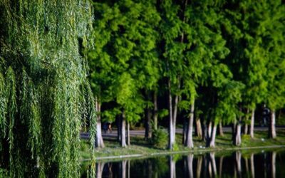 Na rozvoj obcí v národních parcích poputuje 150 milionů korun, uvedlo MŽP