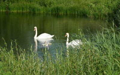 Hydrolog: Odpady z kanalizací při dešti mohou zanášet například řekyx