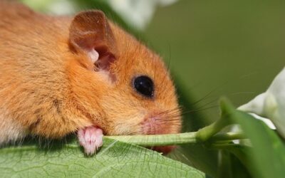 Nový ředitel chomutovského zooparku chce ve výbězích zvířata z Krušných hor