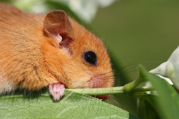 Nový ředitel chomutovského zooparku chce ve výbězích zvířata z Krušných hor