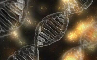 Vědci popsali evoluci samčího pohlavního chromozomu Y díky rostlině