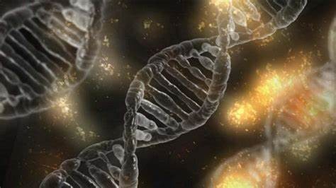 Vědci popsali evoluci samčího pohlavního chromozomu Y díky rostlině