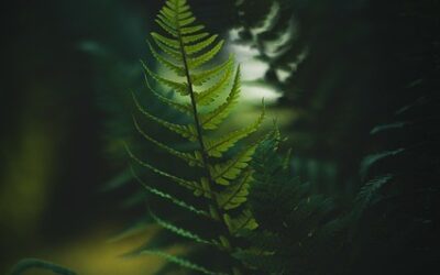Botanická zahrada Praha nabízí komentované procházky setmělou džunglí