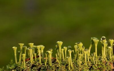 Botanici objevili 43 druhů lišejníků, jejichž výskyt v ČR dříve nezaznamenali
