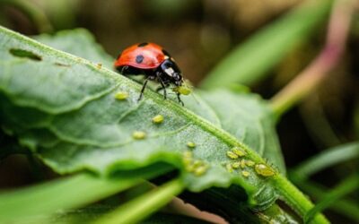 Klimatická změna složení hmyzích škůdců v ČR výrazně nezmění, míní odborník