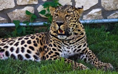 Ústecká zoo začala chovat vzácného levharta cejlonského, zatím jen samici