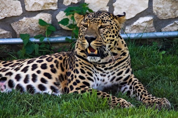 Ústecká zoo začala chovat vzácného levharta cejlonského, zatím jen samici