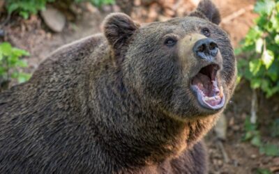Medvěda Bruna doplní v děčínské zoo samice Irina, s převozem pomůže veřejnost
