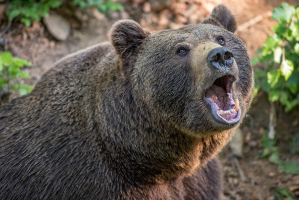 Medvěda Bruna doplní v děčínské zoo samice Irina, s převozem pomůže veřejnost
