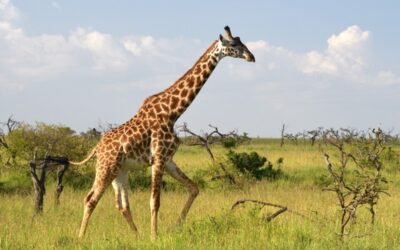 Zoo v Ústeckém kraji přijímají kvůli slintavce a kulhavce preventivní opatření