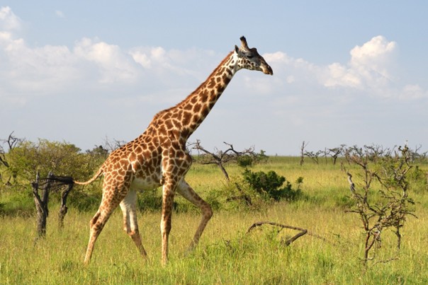 Zoo v Ústeckém kraji přijímají kvůli slintavce a kulhavce preventivní opatření