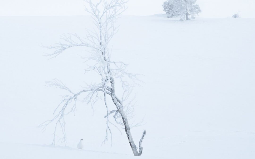 V Czech Nature Photo zvítězil snímek přírody za polárním kruhem