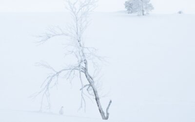V Czech Nature Photo zvítězil snímek přírody za polárním kruhem