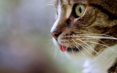 Veterinářka: Obezita ohrožuje domácí kočky stejně jako lidi, hrozí jim cukrovka