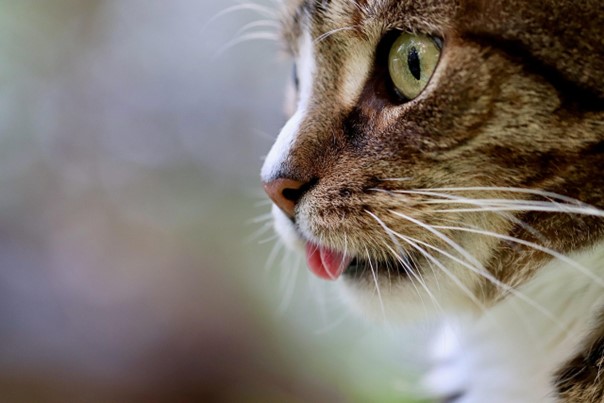 Veterinářka: Obezita ohrožuje domácí kočky stejně jako lidi, hrozí jim cukrovka