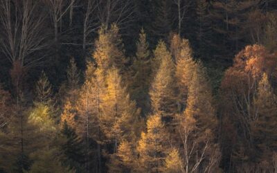 Středočeský kraj zvýší ochranu vzácných druhů na 45 hektarech lesů u Želivky