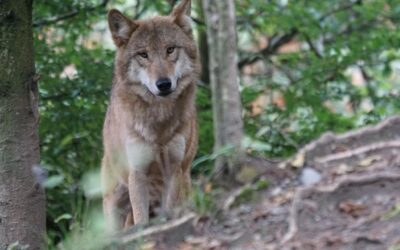Vědci z Brna sledují vlčice v Beskydech pomocí speciálních obojků