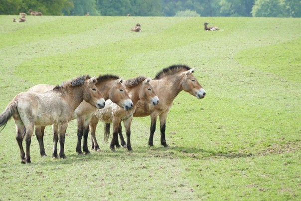 Zoo Praha vypustila šest koní Převalského do volné přírody v Kazachstánu