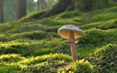 Děti Země vyhlásí vítěze ankety Zelená perla o antiekologický výrok roku 2024