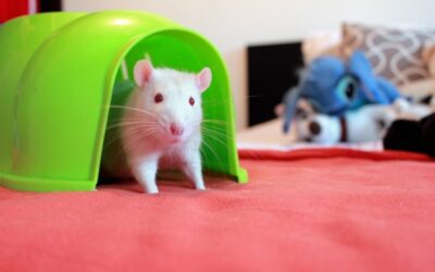 Počet zvířat použitých na pokusy loni v ČR klesl o pětinu na 185.327, uvedlo MZe