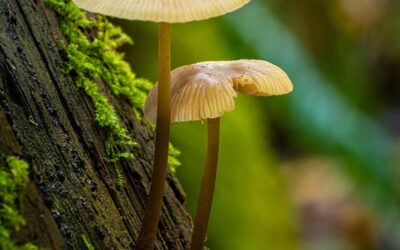 Ekologové: Návrh rozpočtu EU dost nereflektuje investice do ochrany klimatu