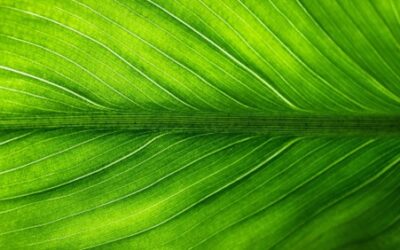 Studie: Duplikace celého genomu u rostlin může být jejich evoluční výhodou
