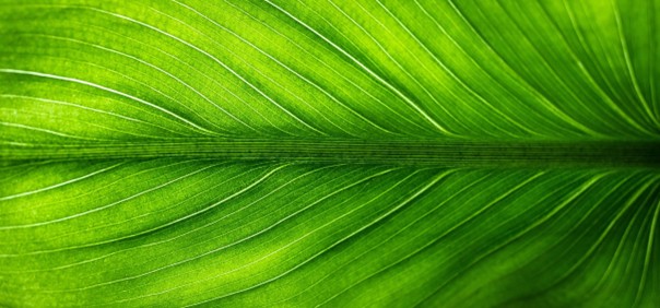 Studie: Duplikace celého genomu u rostlin může být jejich evoluční výhodou