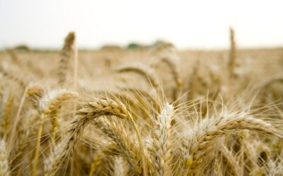 Výborný: Ekologičtí farmáři získají podporu na budování skladů eko obilnin