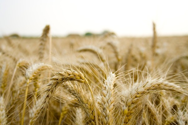 Výborný: Ekologičtí farmáři získají podporu na budování skladů eko obilnin