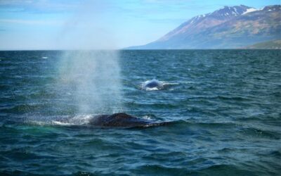 Klimatolog: Cirkulace vody v severním Atlantiku posledních 20 let slábne