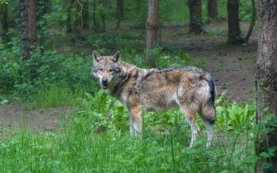 Evropské organizace varují před unáhleným snižováním ochrany vlka